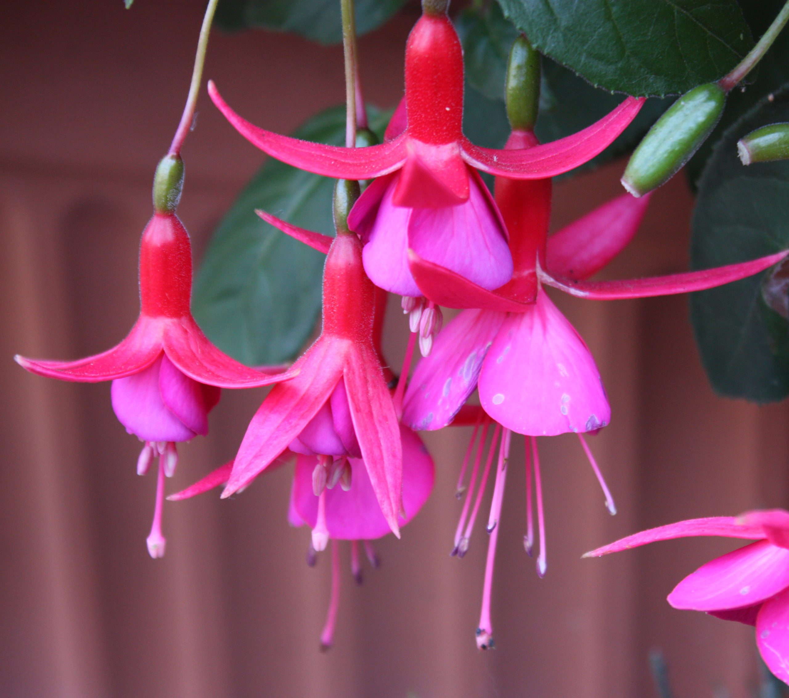 Flor de interior fucsia