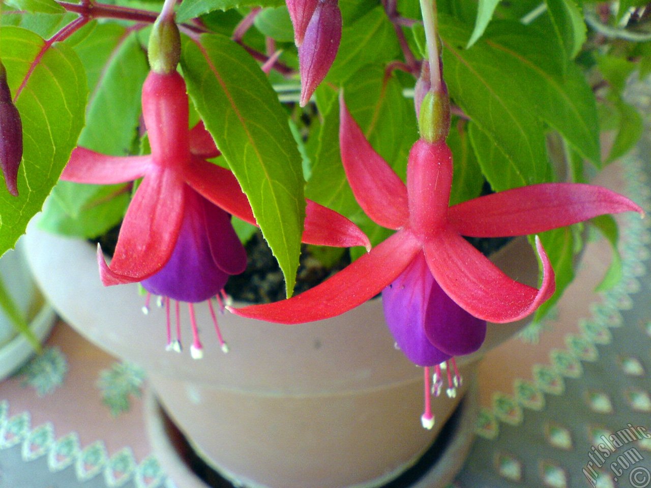 Flor fucsia