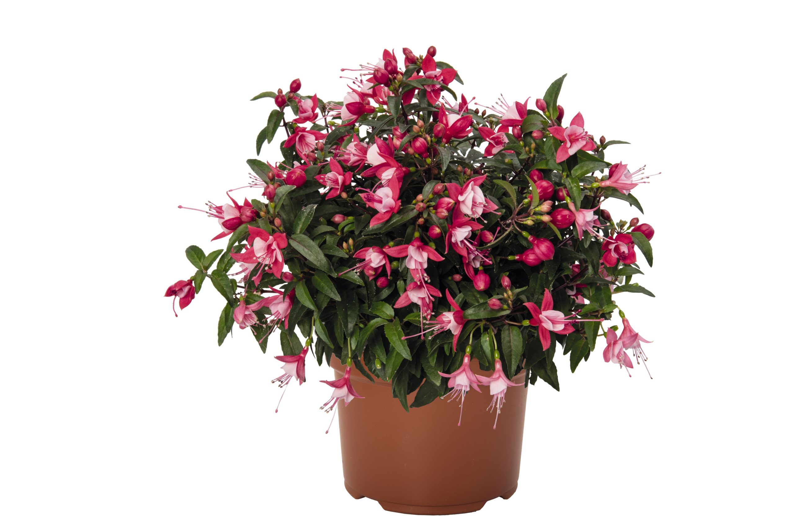 Fucsia