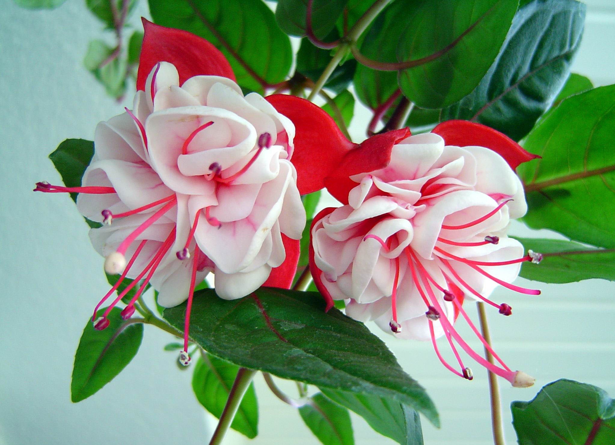 Flor de interior fucsia