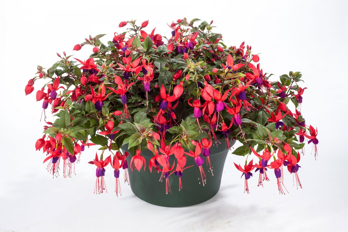 Flor fucsia