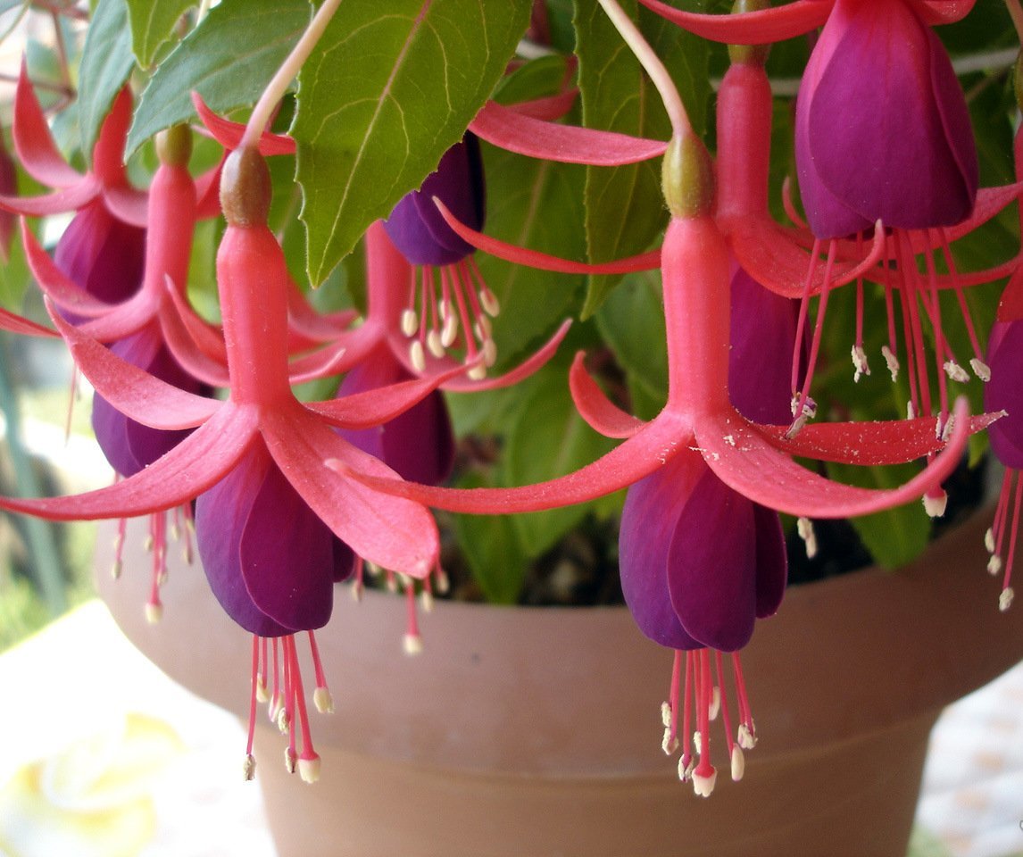 Fucsia