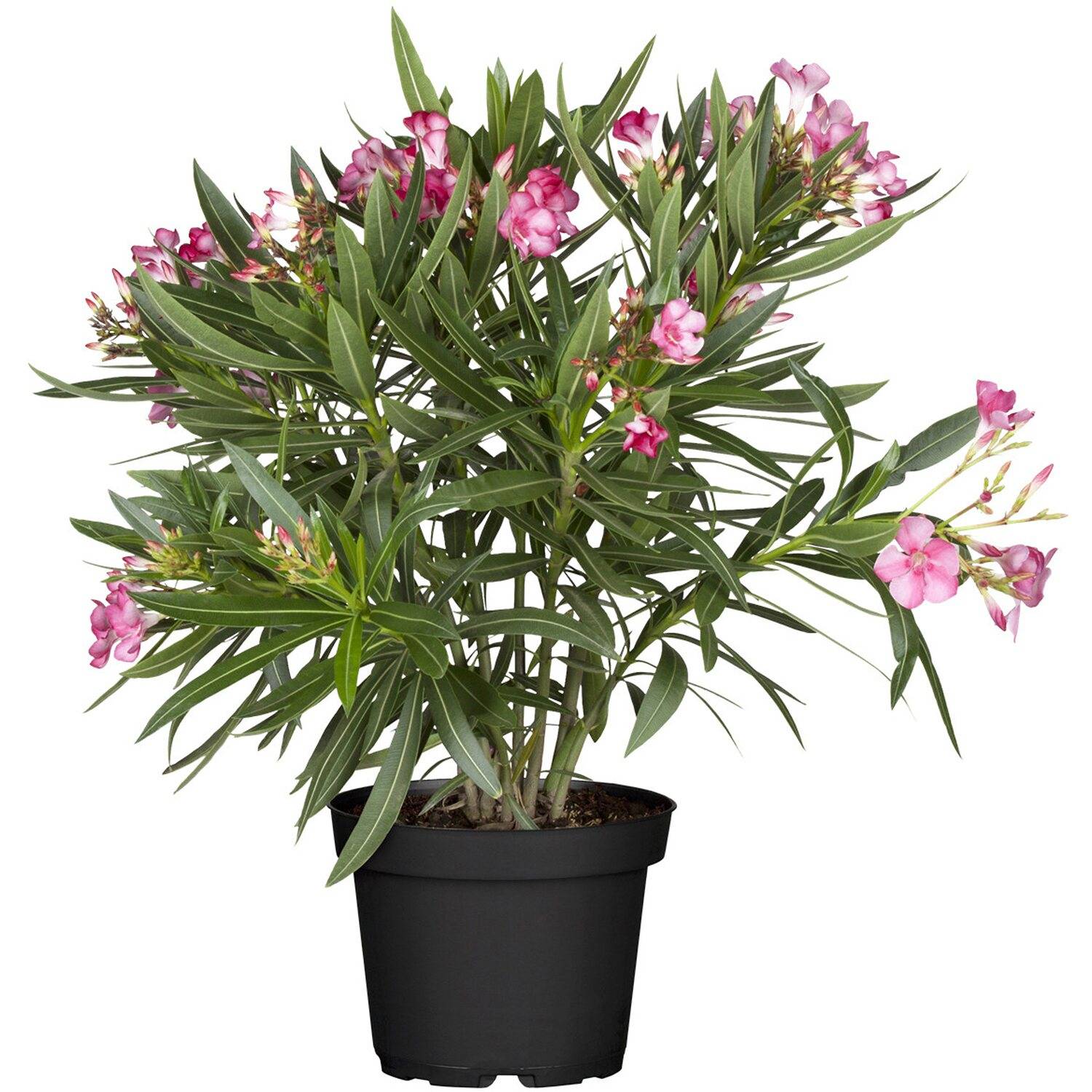 flor de adelfa