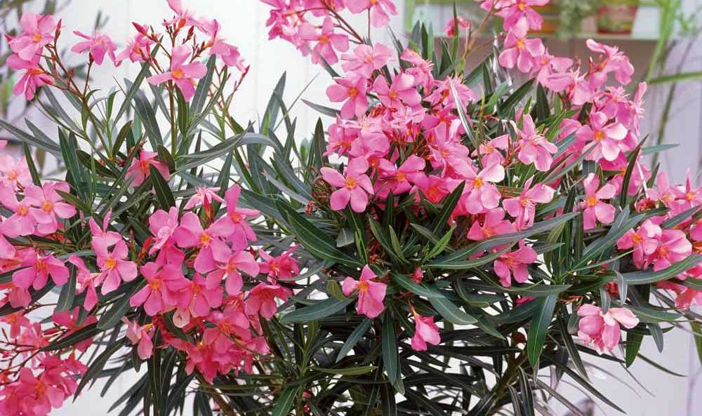 flor de adelfa