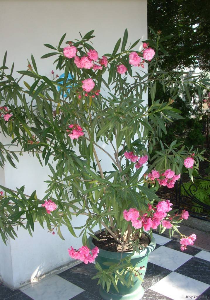 Adelfa
