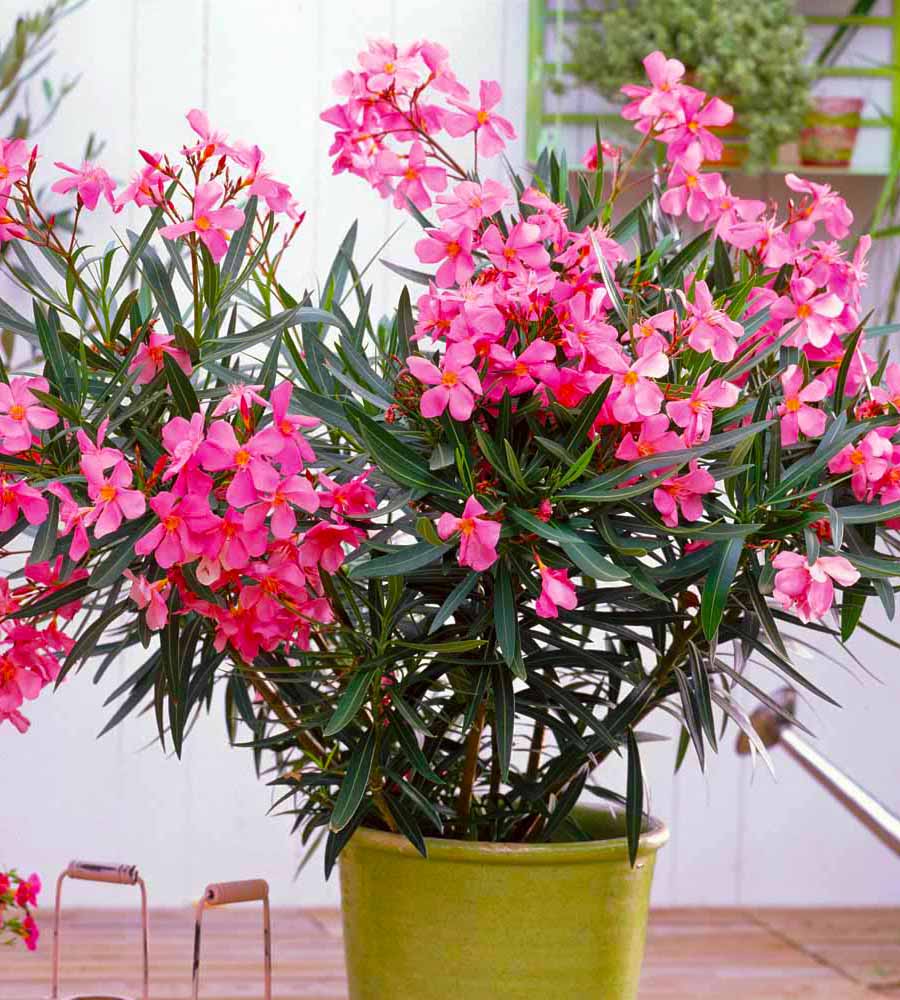 flor de adelfa