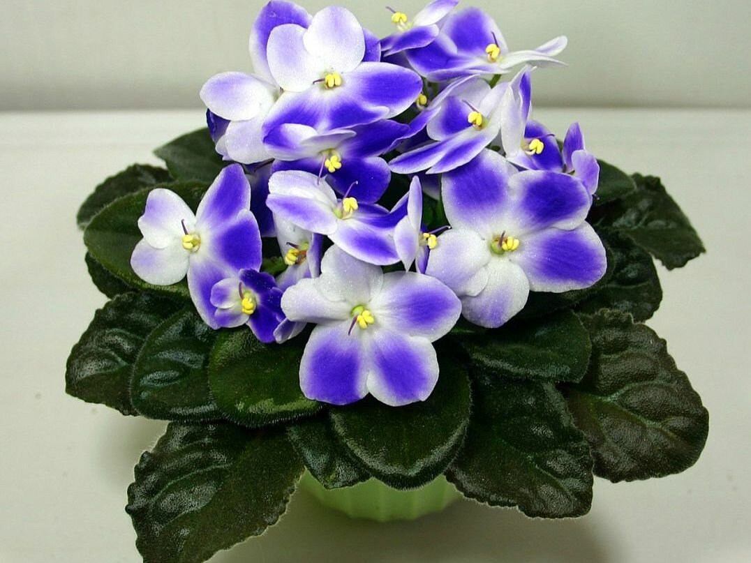 Violeta de interior