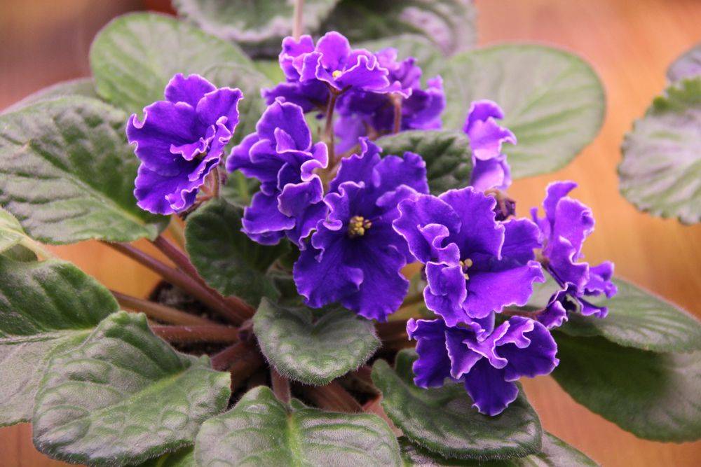 Violeta de interior
