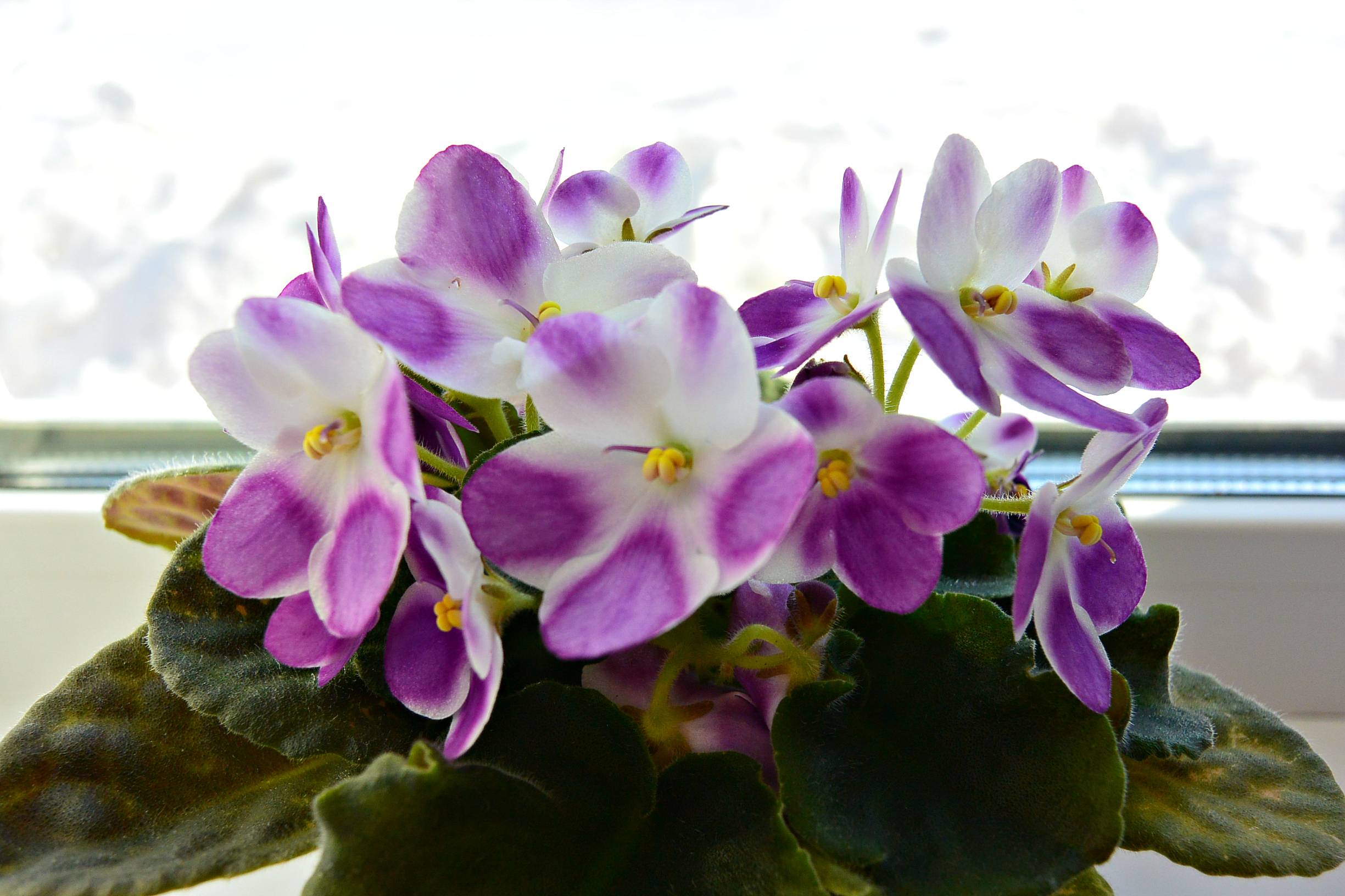Violeta de interior