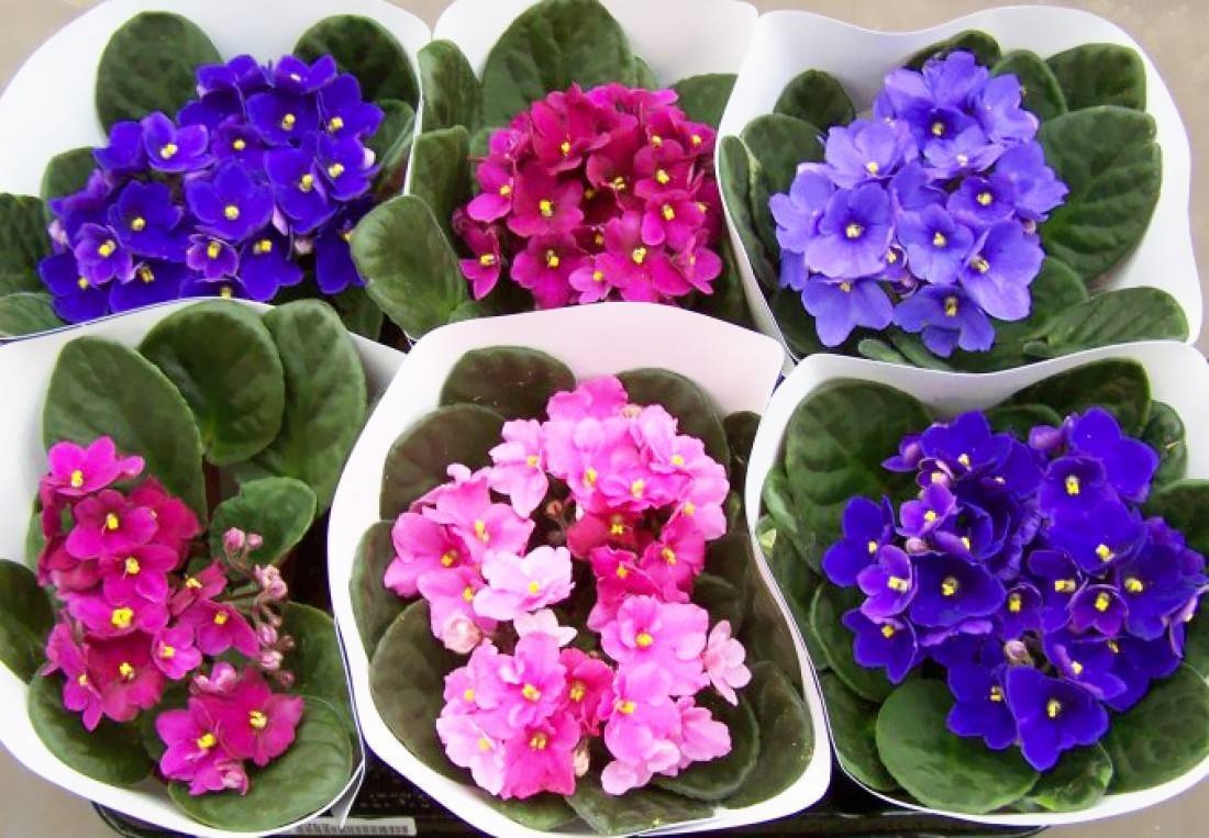Violeta de interior