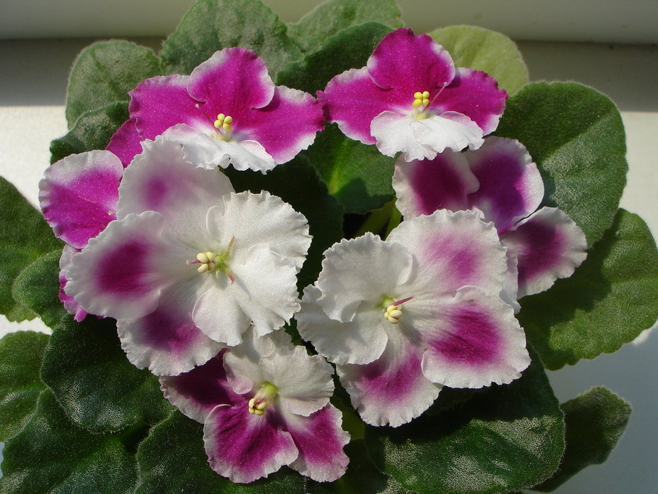 Violeta de interior