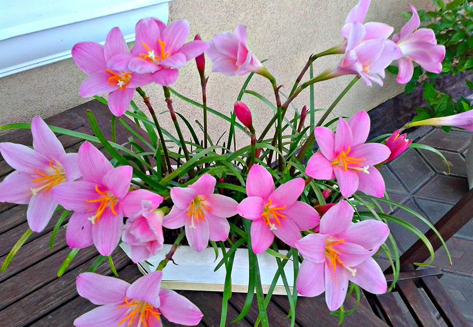 Flor advenediza