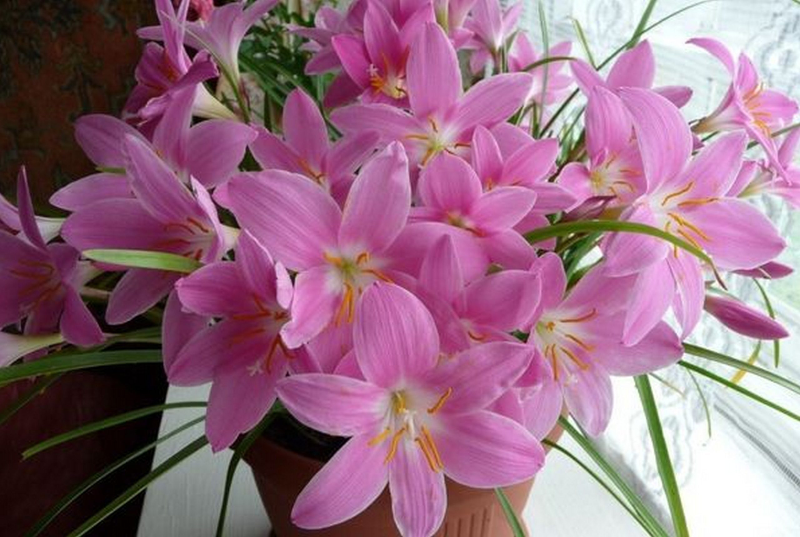 Flor advenediza