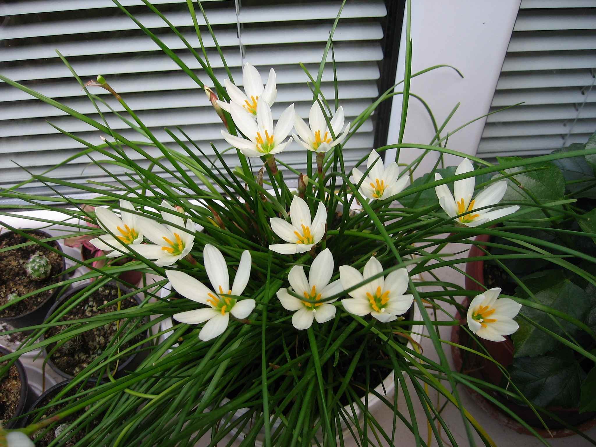 Flor advenediza