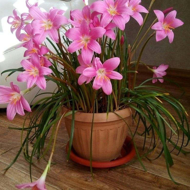 Flor advenediza