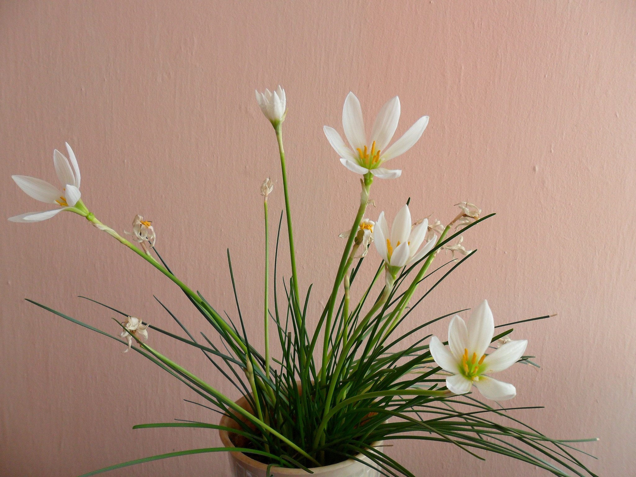 Flor advenediza