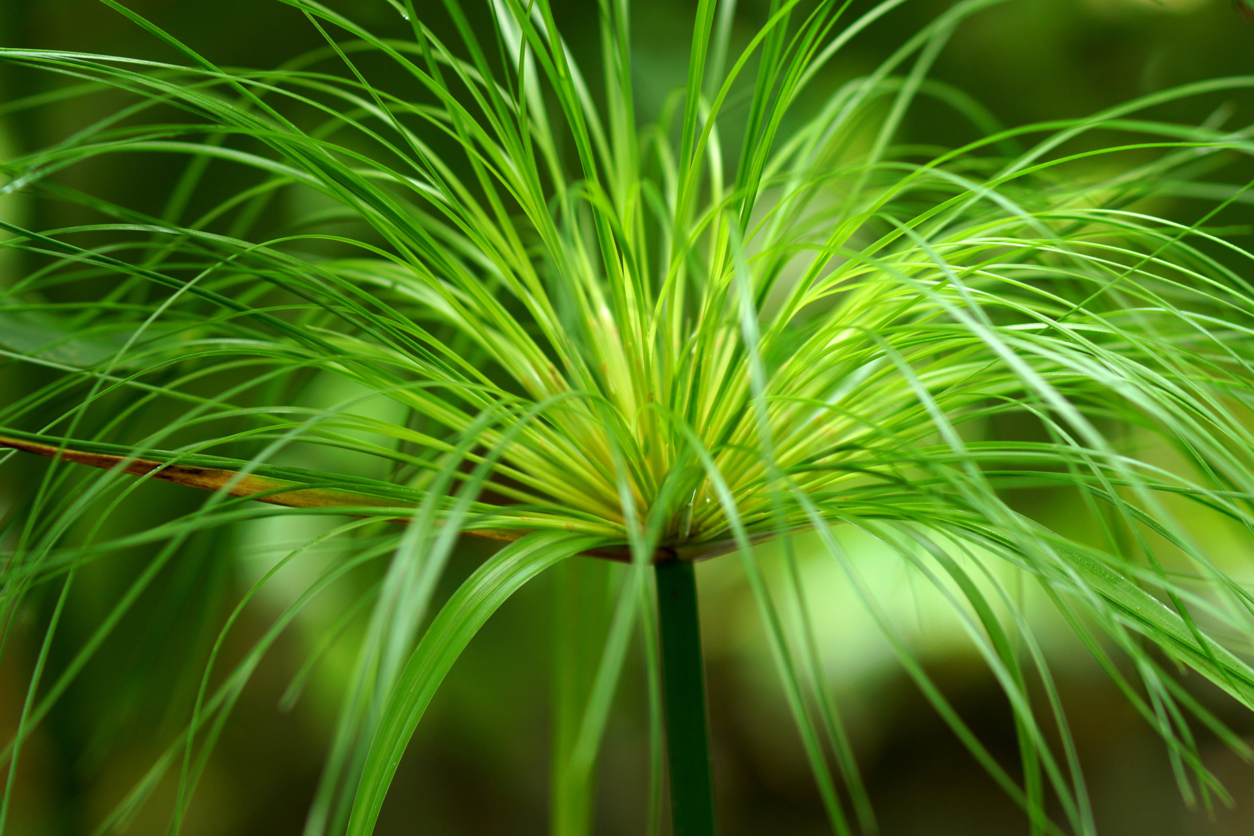 Papiro cyperus