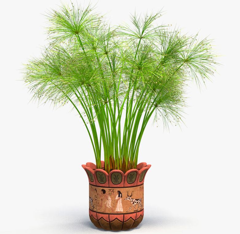 Papiro cyperus