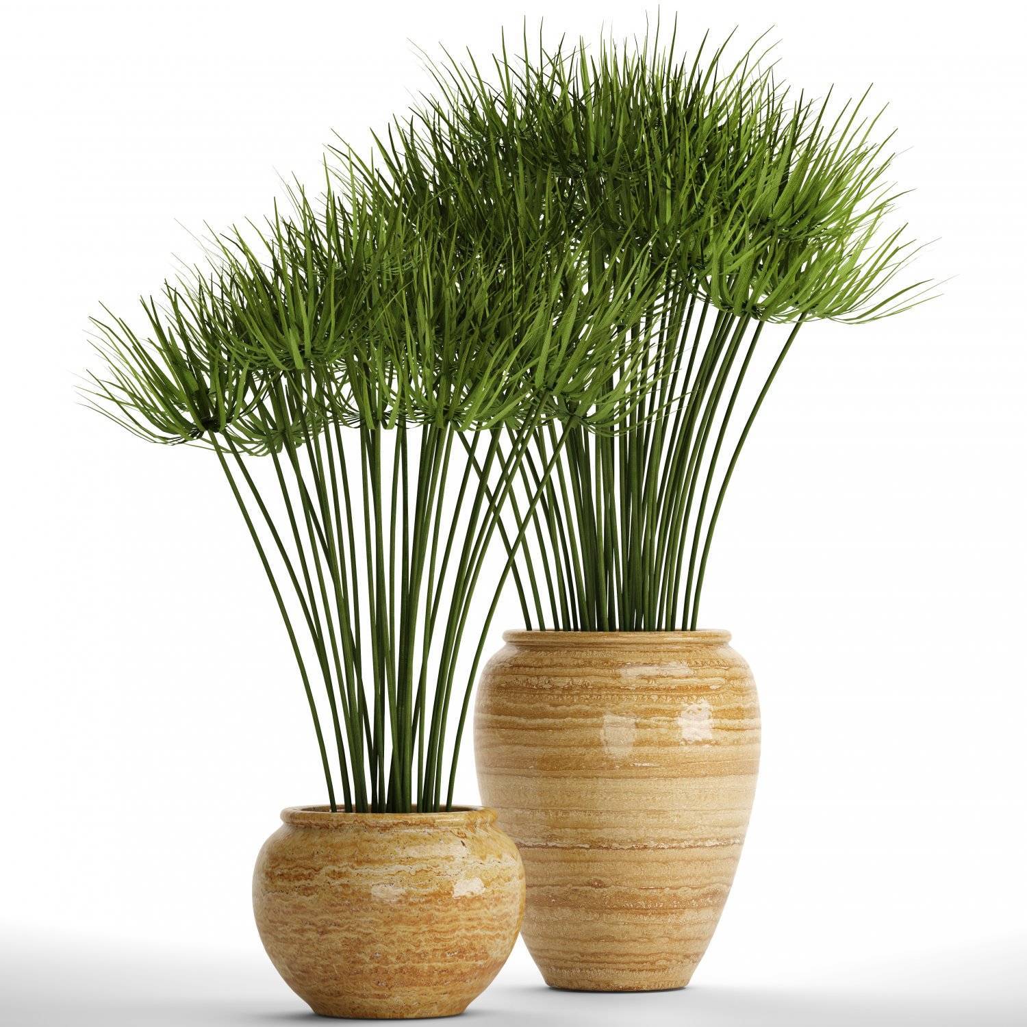 Papiro cyperus