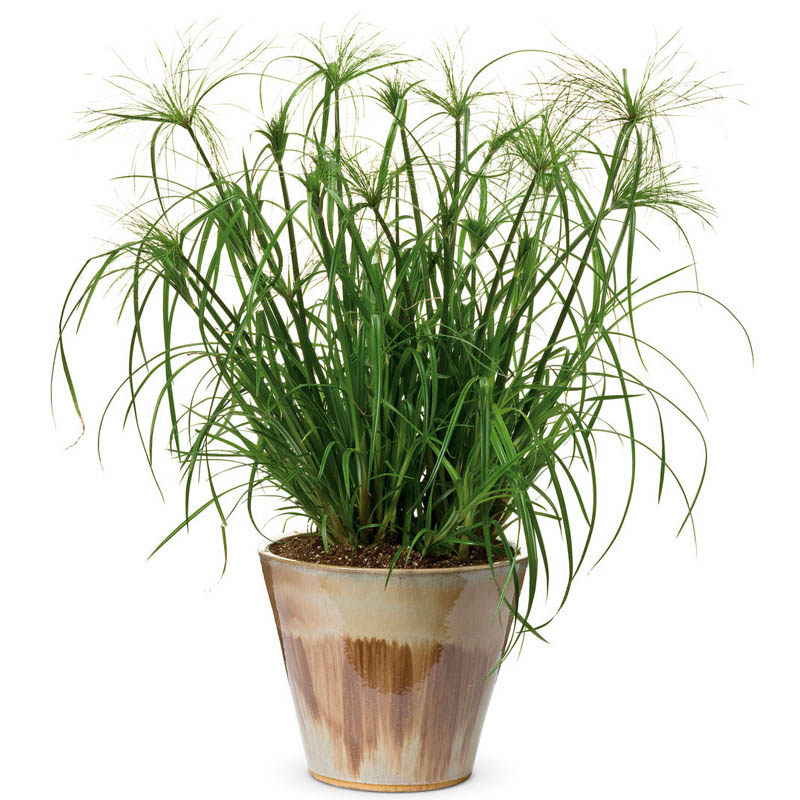 Papiro cyperus