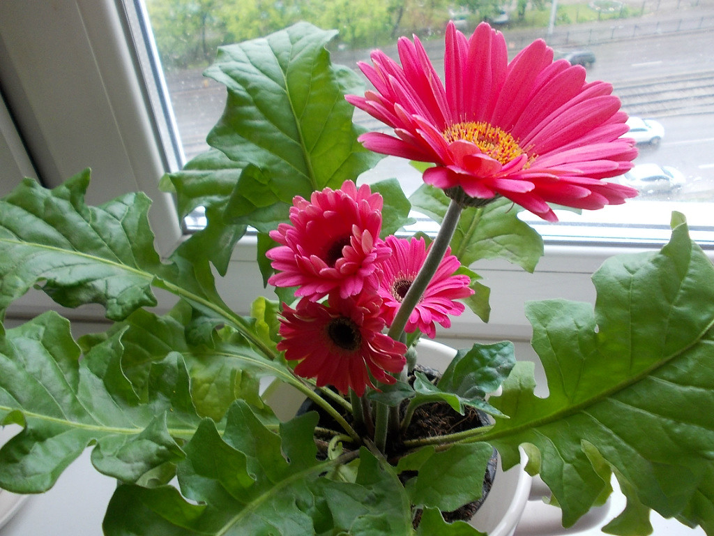 Gerbera de interior