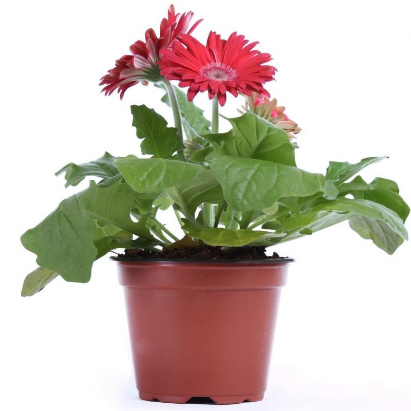 Gerbera de interior