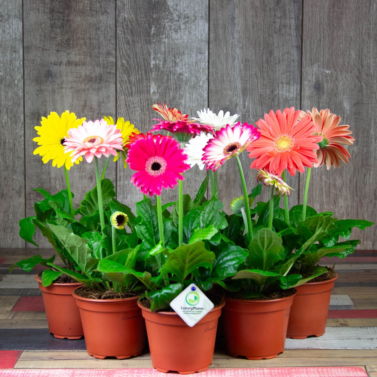 Gerbera de interior