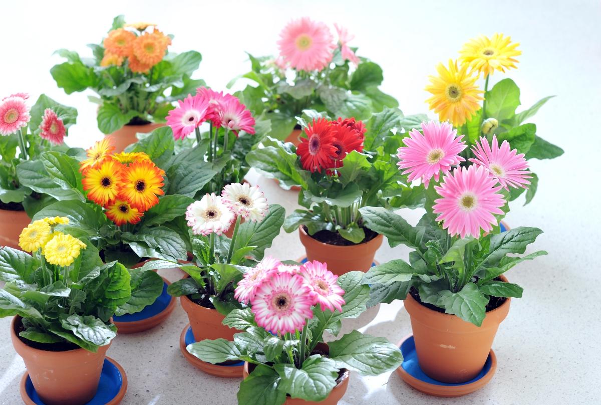 Gerbera de interior