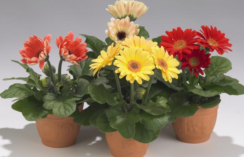 Gerbera de interior