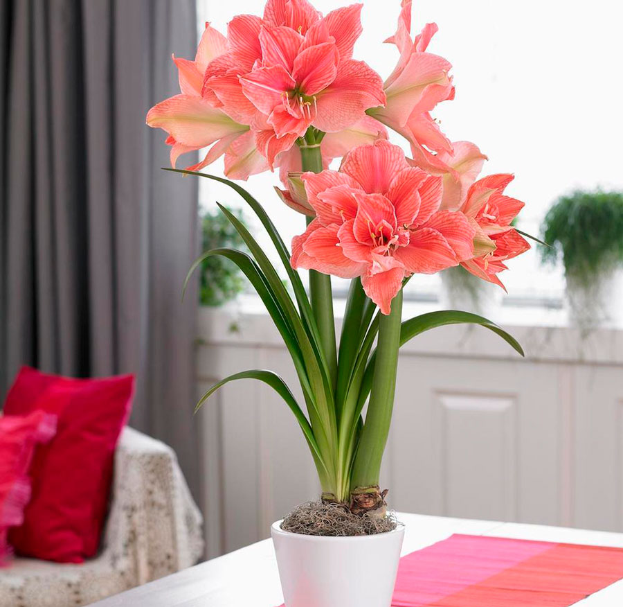 Hippeastrum