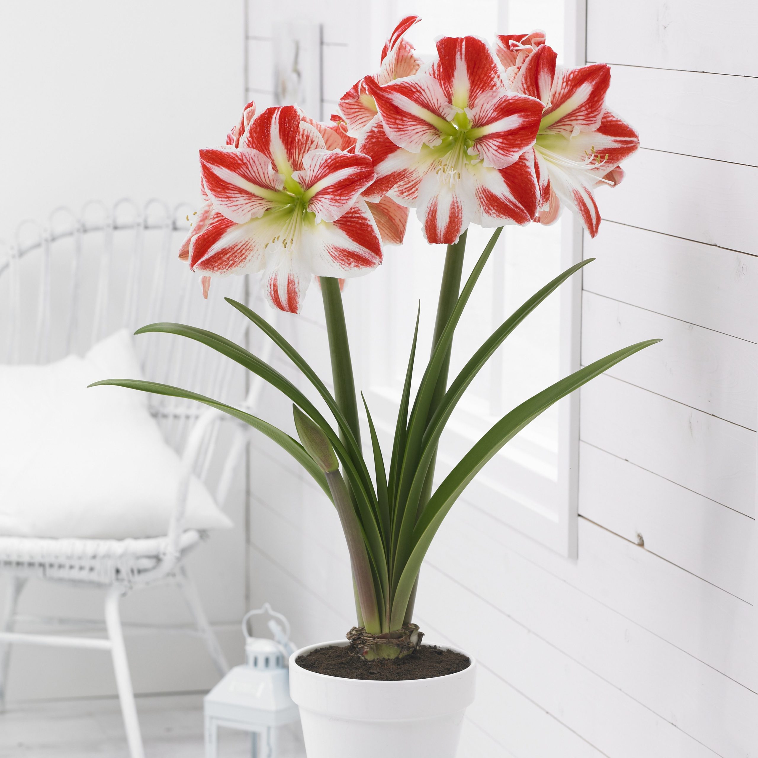 Hippeastrum