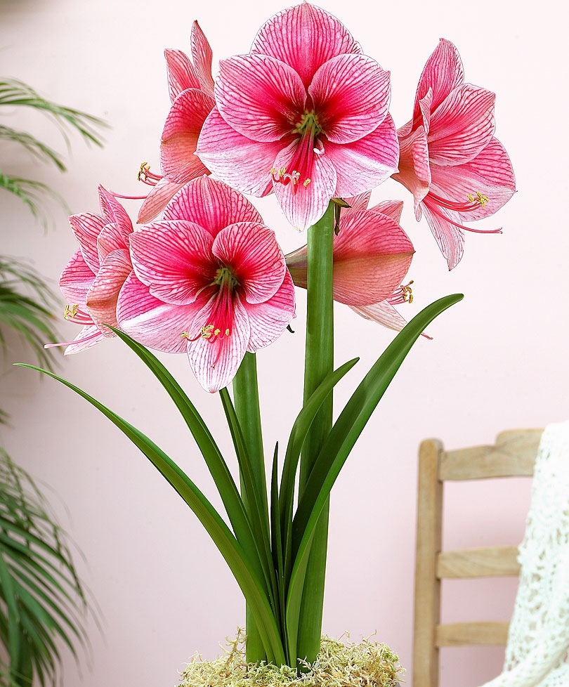 Hippeastrum