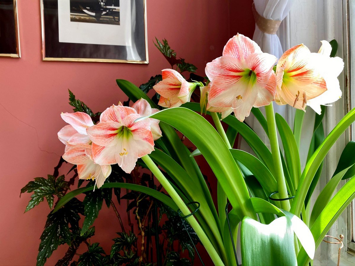 Hippeastrum