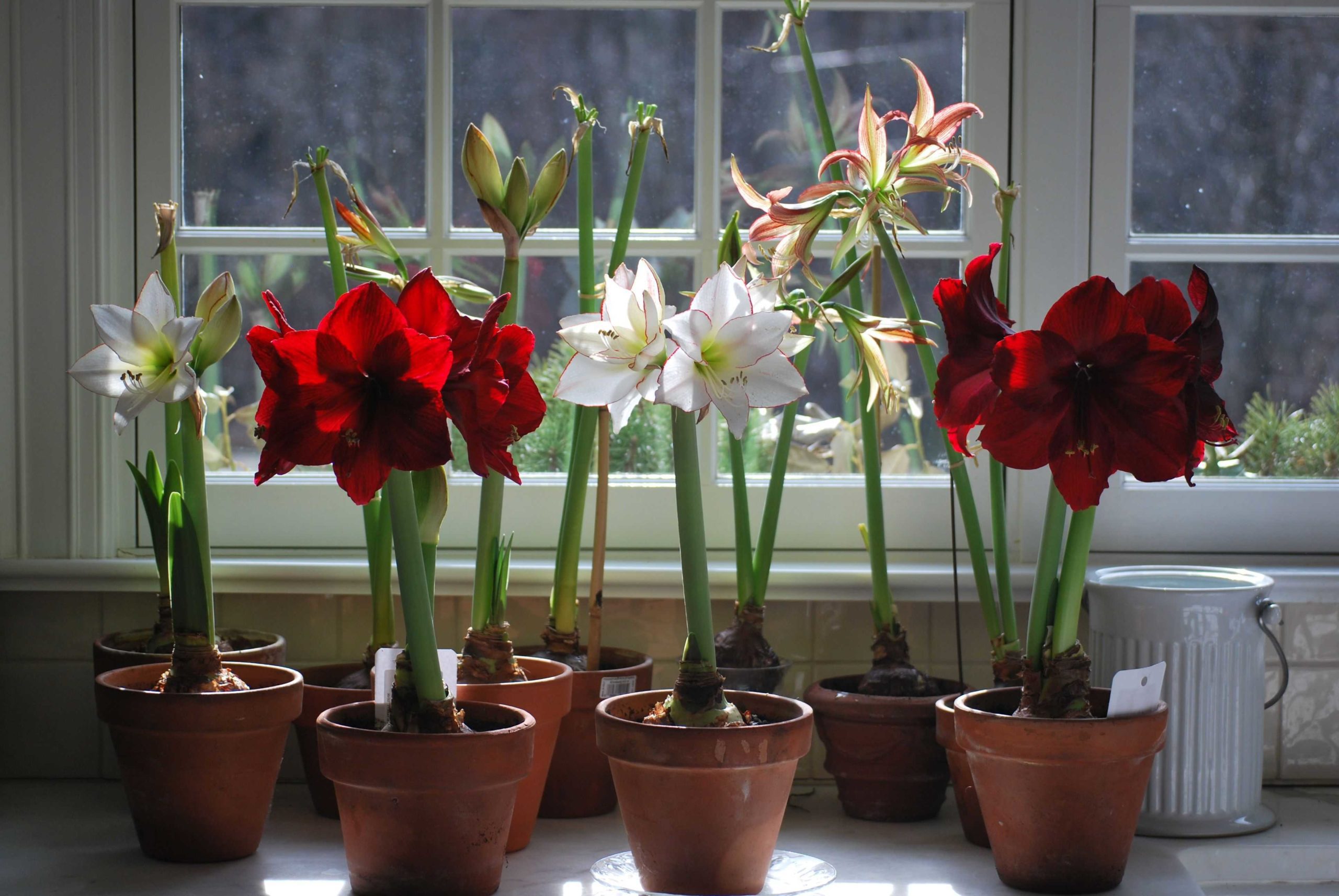 Hippeastrum