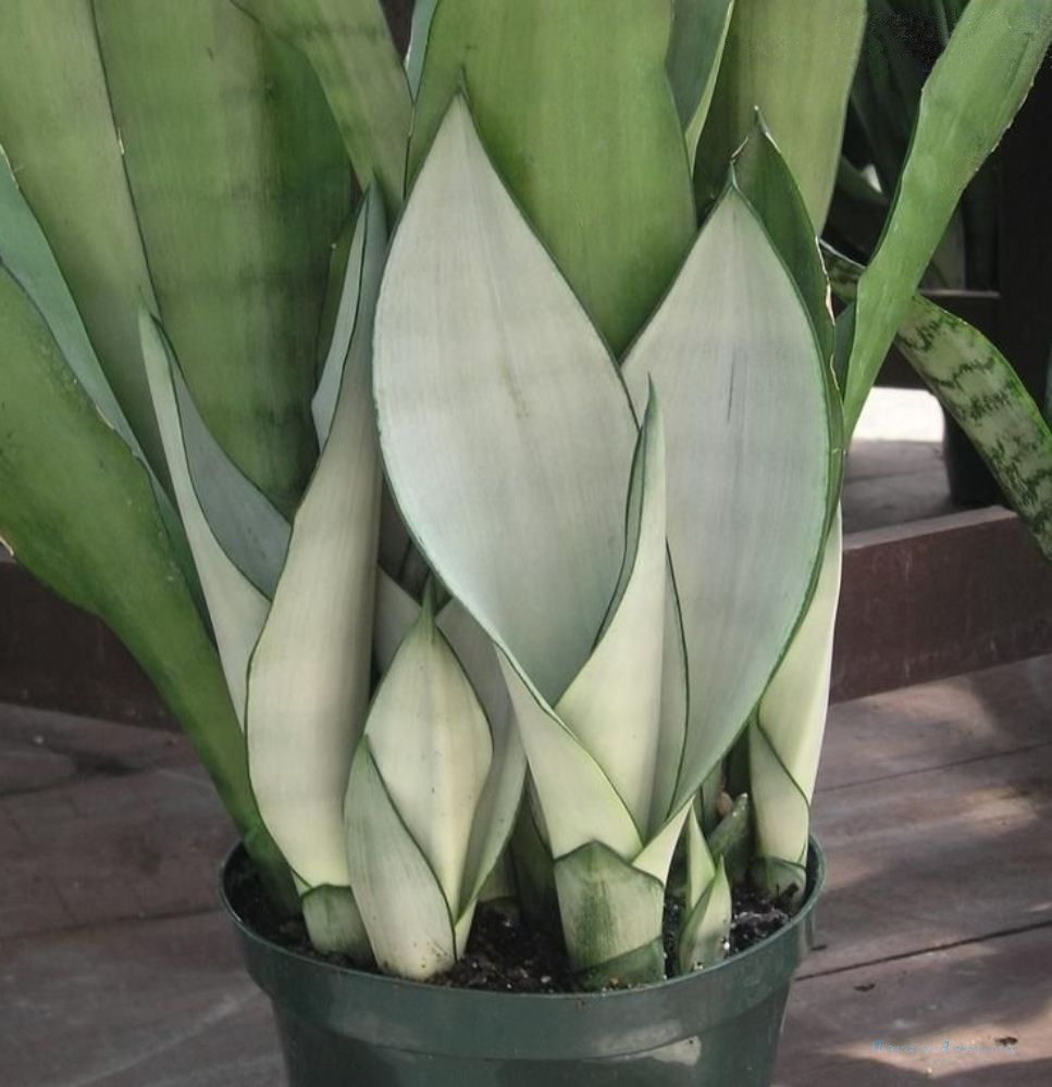 Sansevieria moonshine