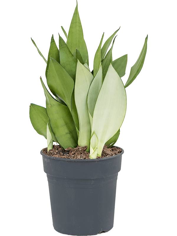 Sansevieria