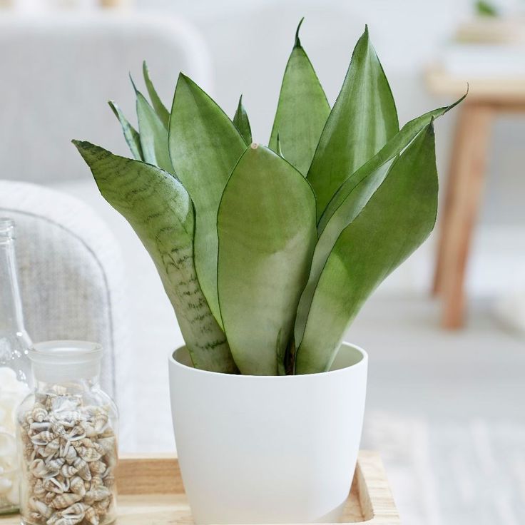 Sansevieria moonshine