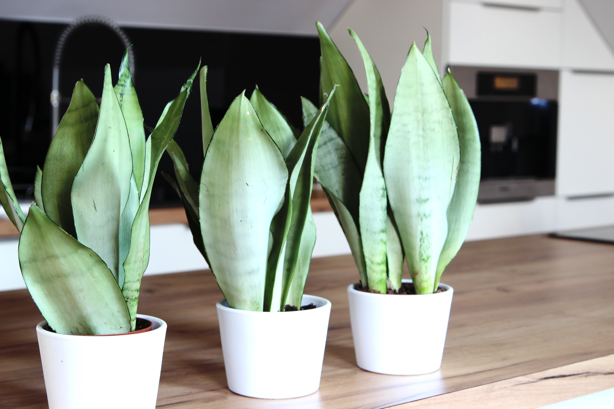 Sansevieria moonshine