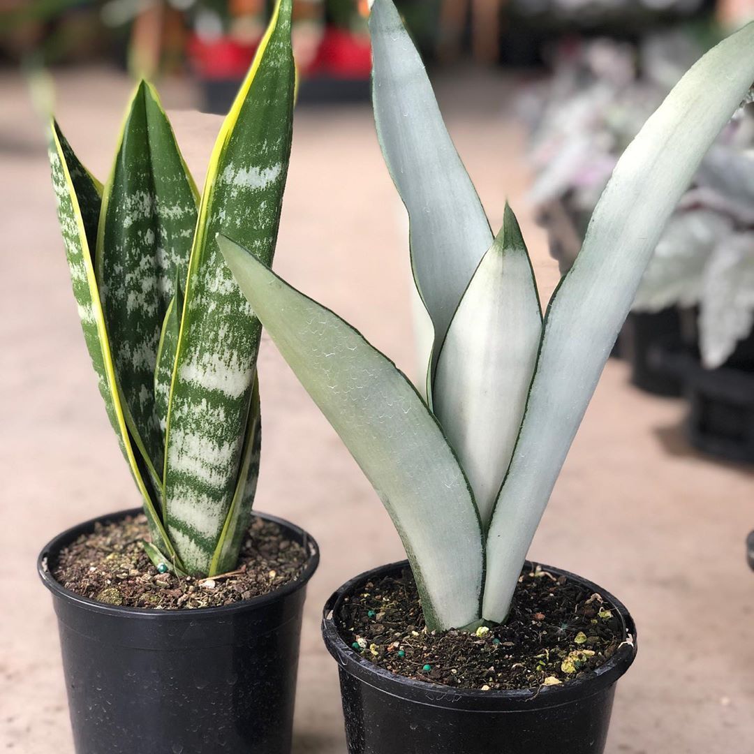 Sansevieria