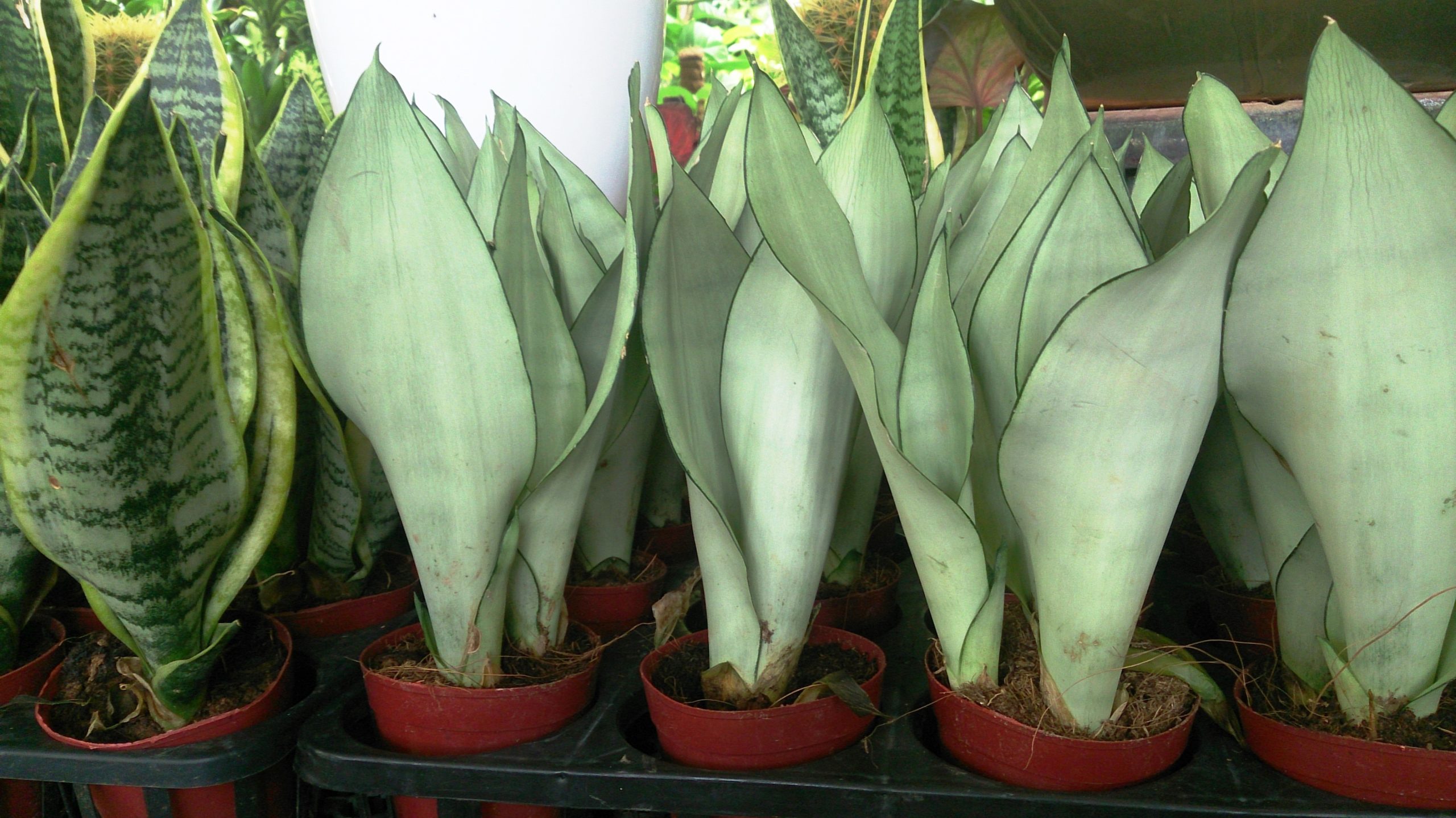 Sansevieria moonshine