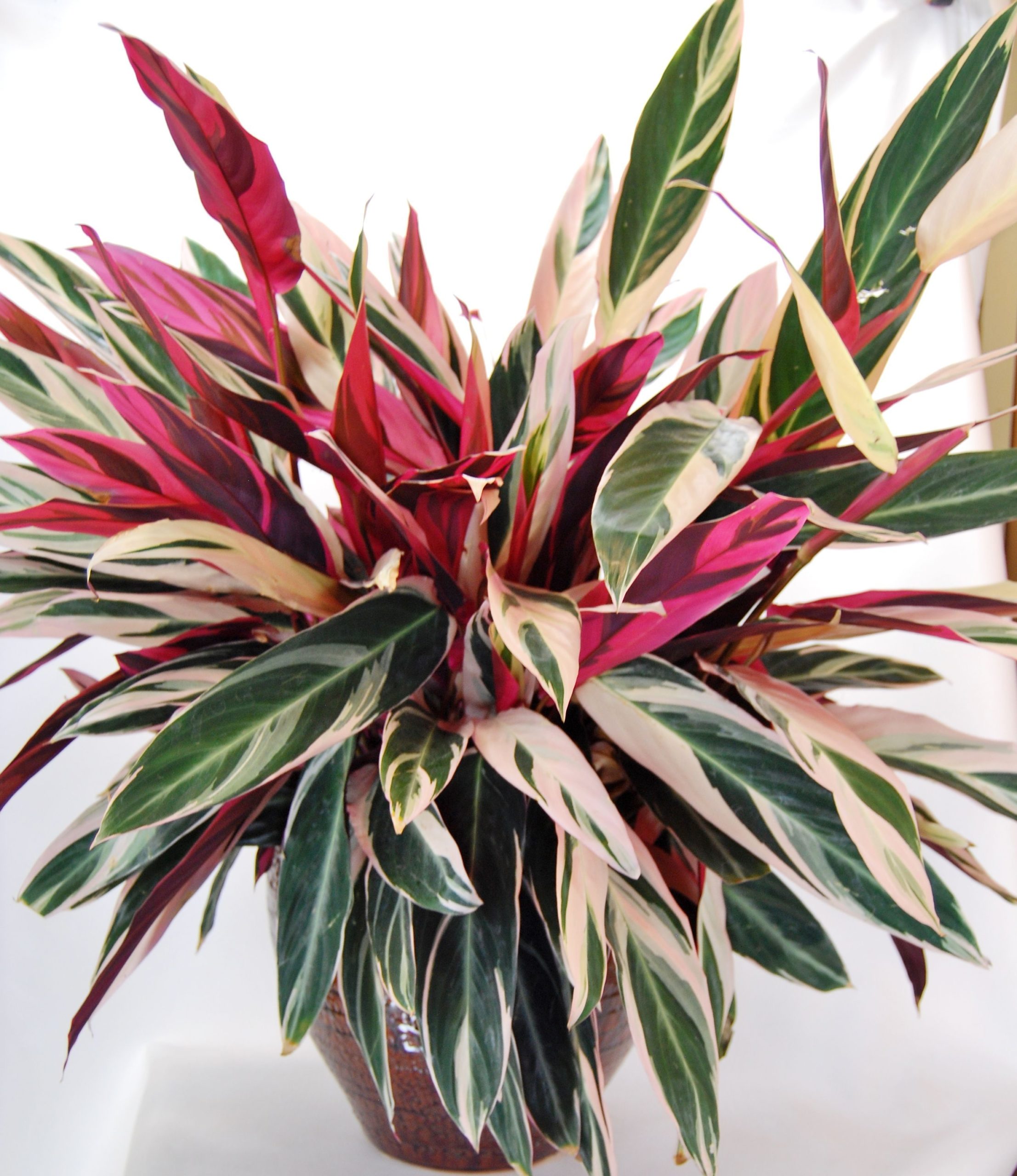 Stromanthe tricolor