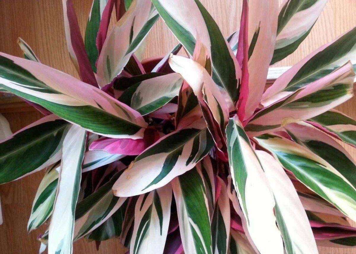 Stromanthe tricolor