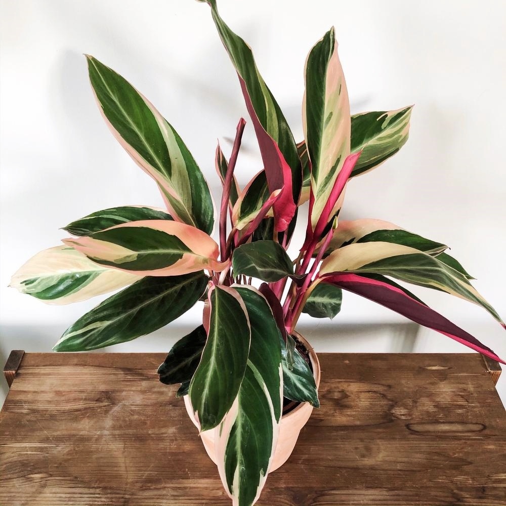 Stromanthe tricolor