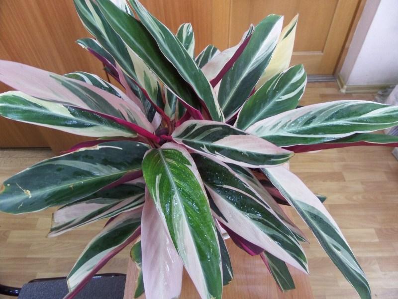 Stromanthe tricolor