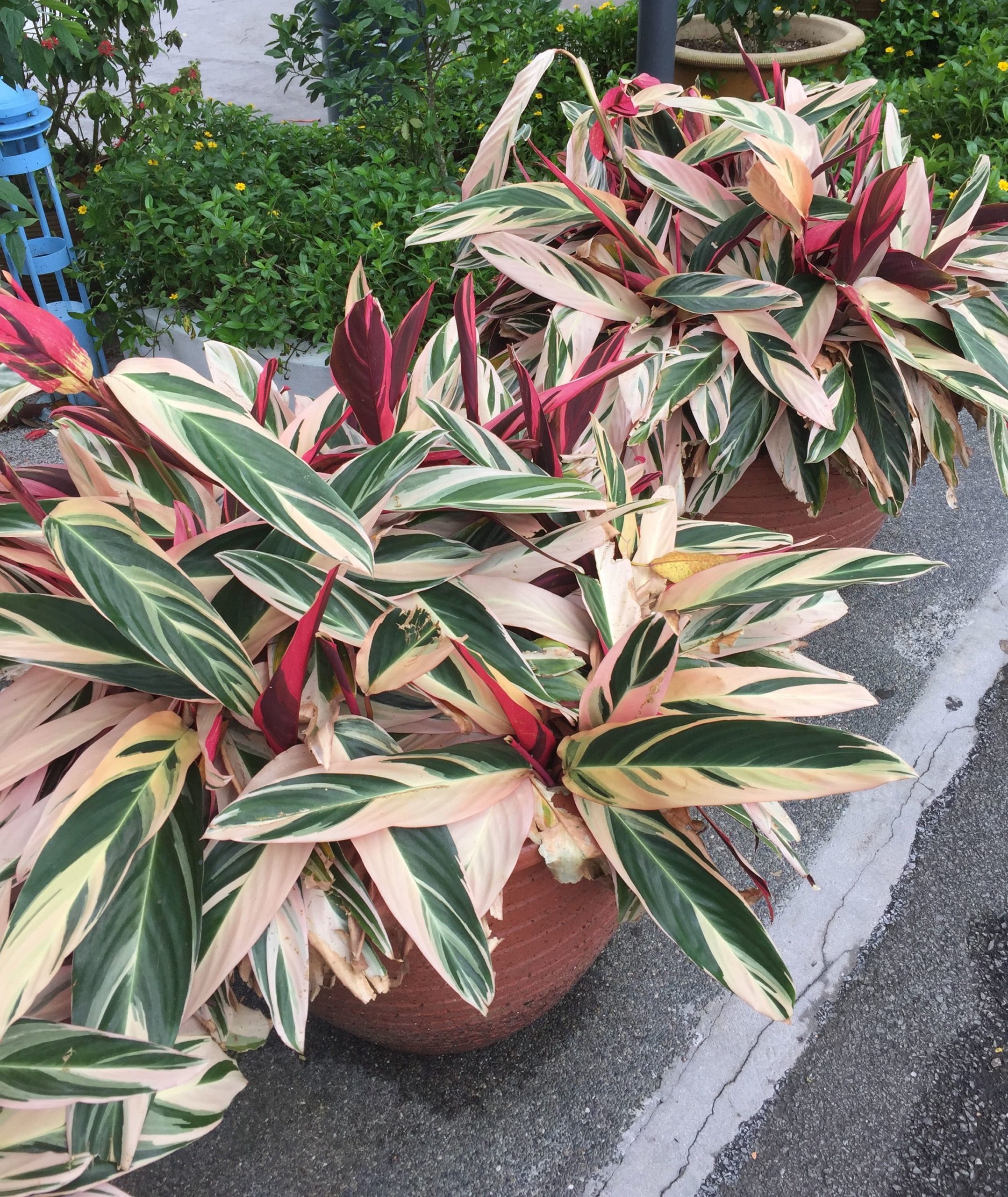 Stromanthe tricolor