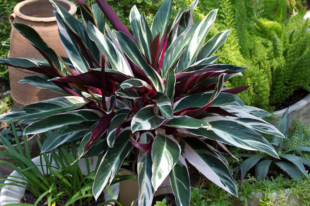 Stromanthe tricolor