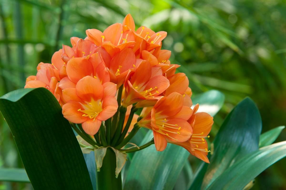 Clivia cinabrio