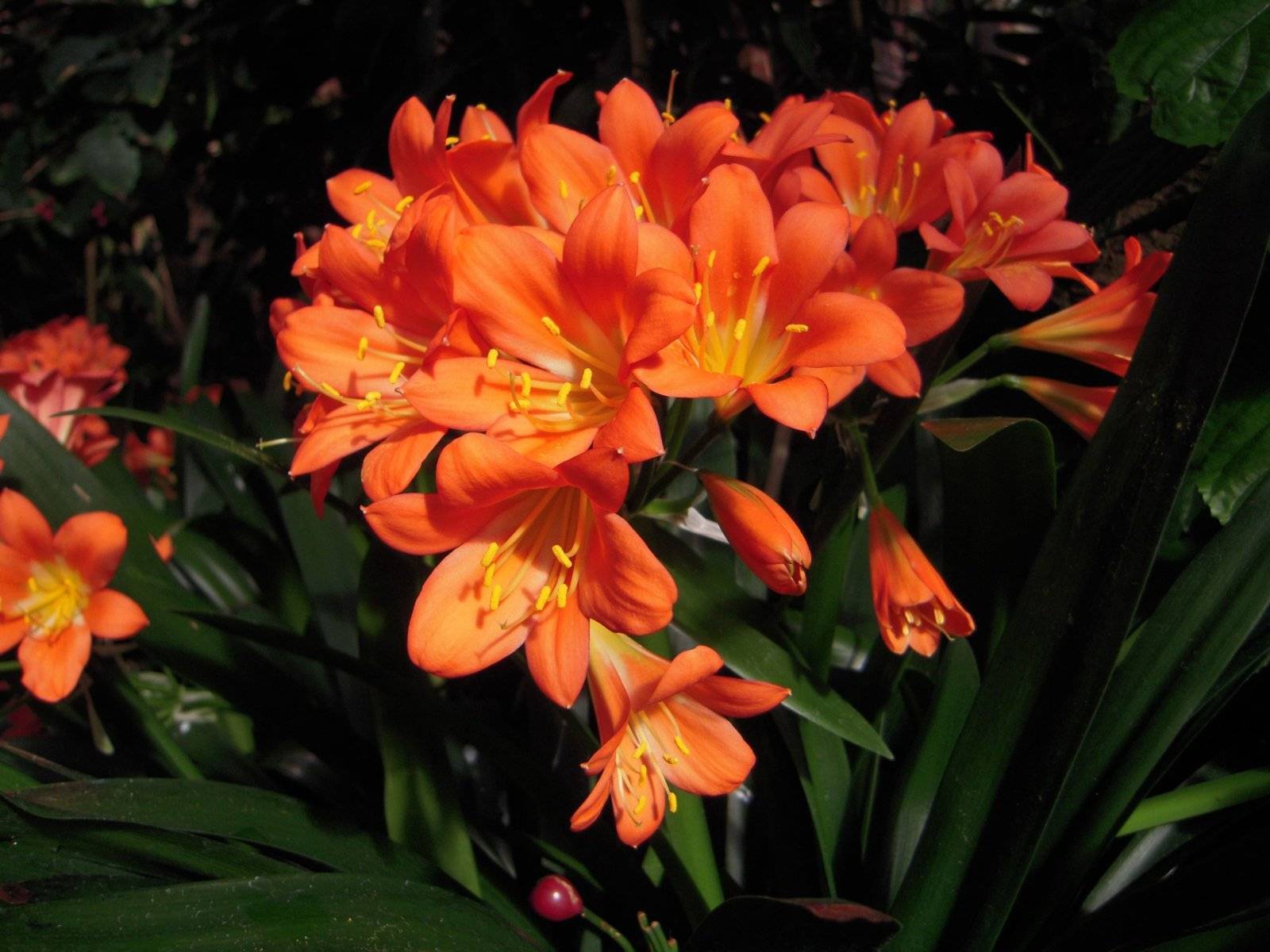 Clivia cinabrio