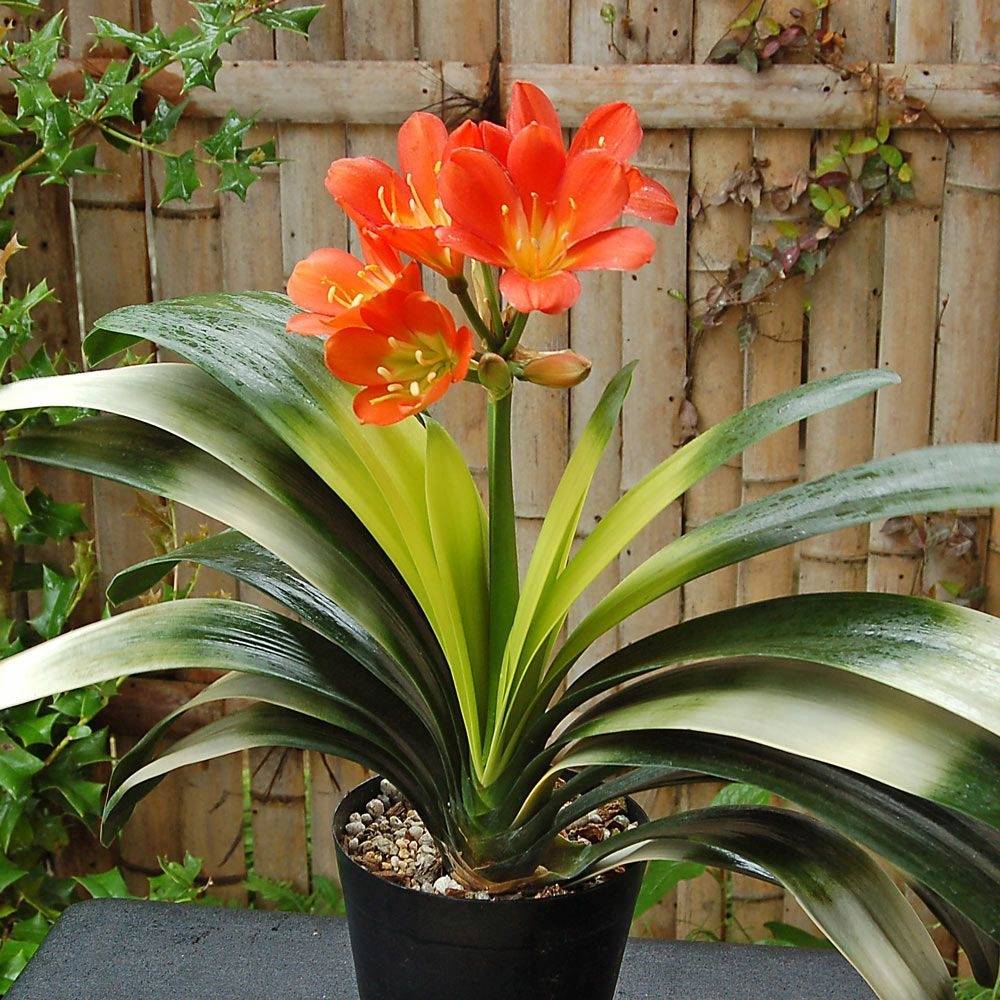 Clivia cinabrio