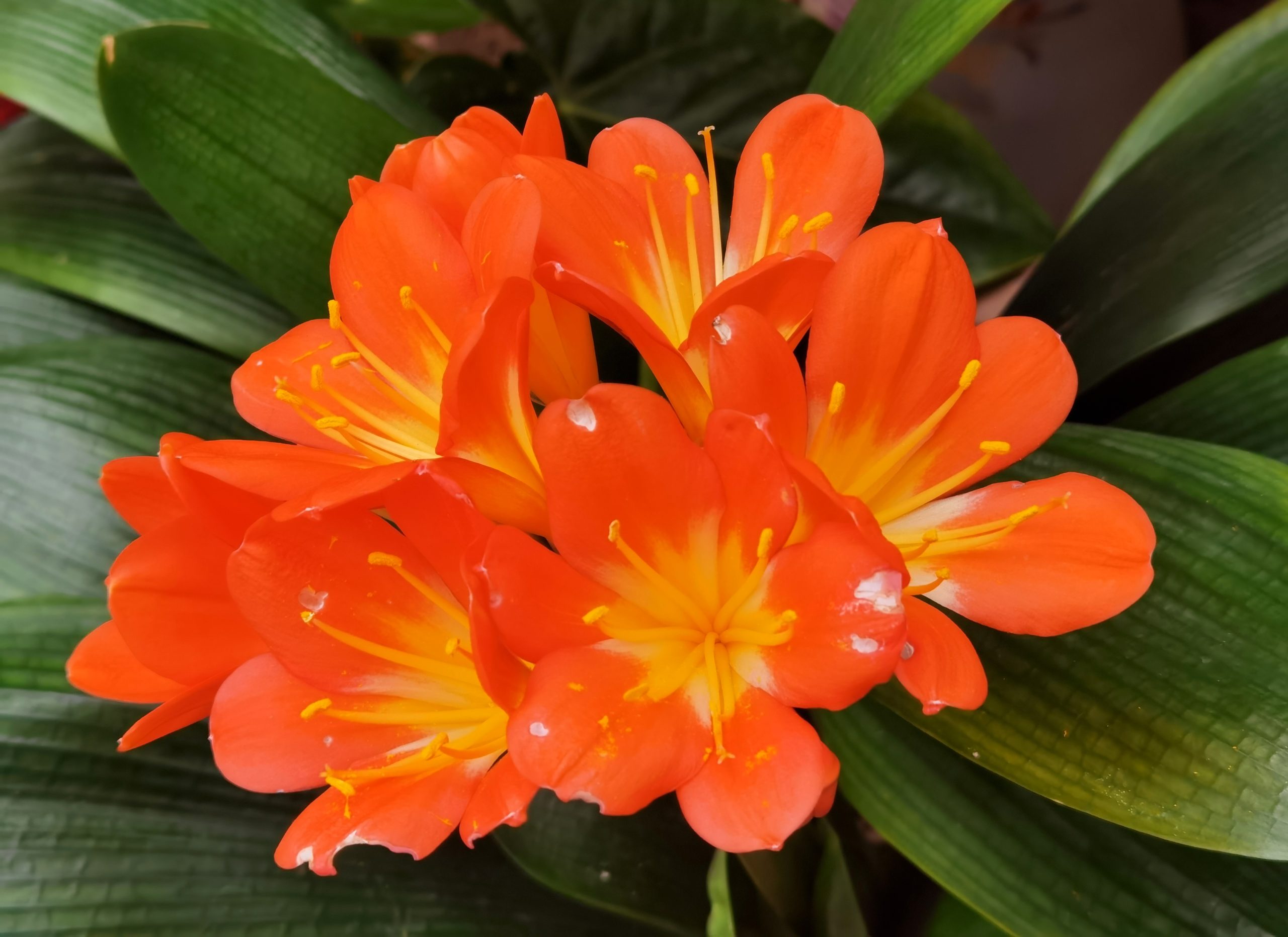 Clivia cinabrio